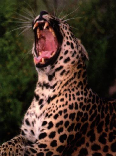 [leopard02gt-gape.jpg]