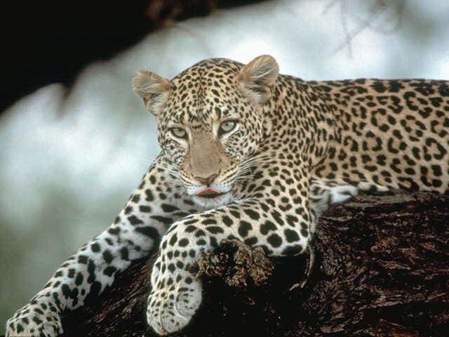 [leopard1-Relaxing-OnRock-Closeup.jpg]