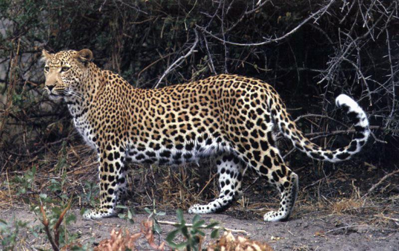 [leopard3-Standing-OnPath.jpg]