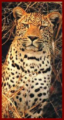[leopard7.jpg]