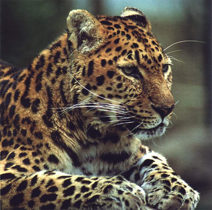 [leopard_scan.jpg]