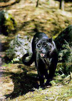 [panther-blackLeopard09.jpg]