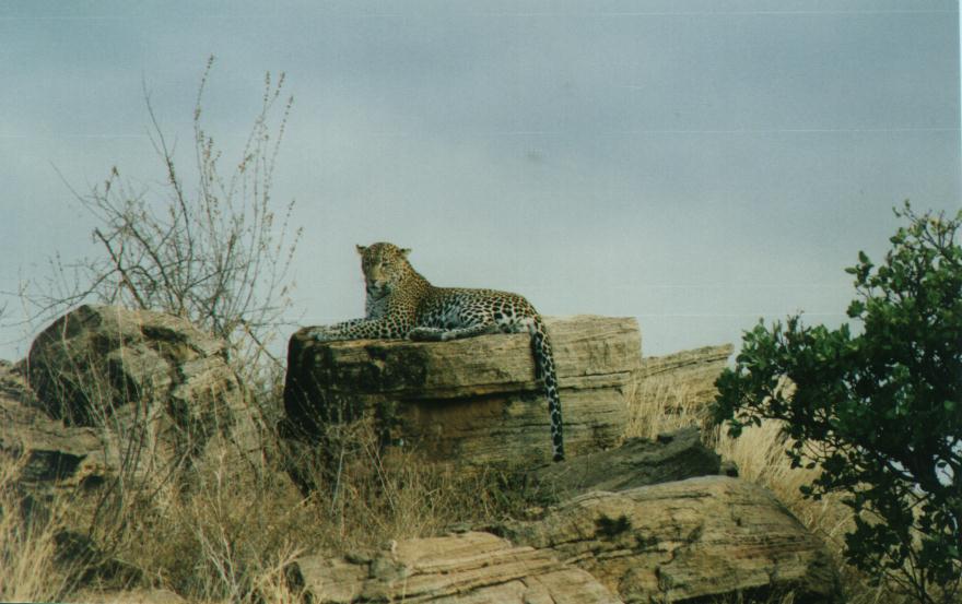[safari04_Leopard-Resting_OnRock.jpg]
