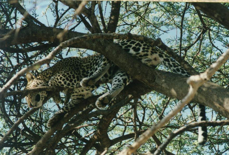 [safari06-Leopard-Sleepy-OnTree.jpg]