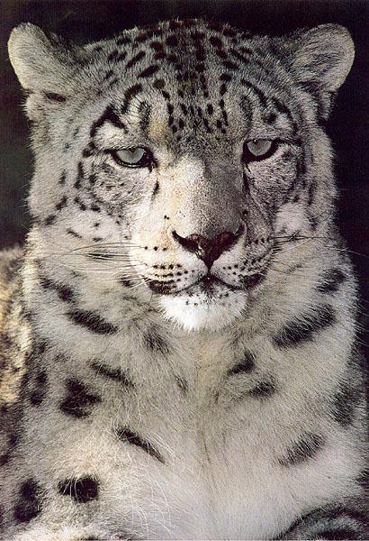 [bigcat43-SnowLeopard-Closeup.jpg]