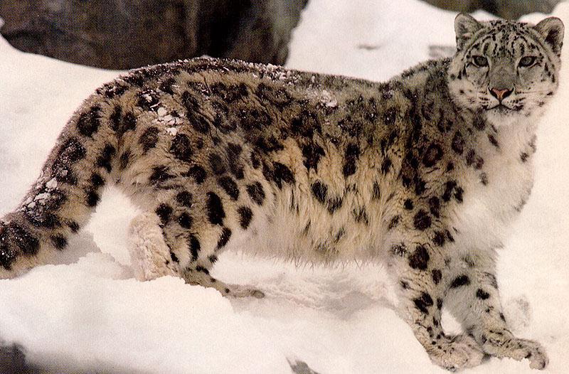 [bigcat44-SnowLeopard.jpg]