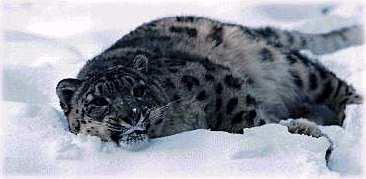 [sl01-SnowLeopard-laying_down_on_sonw.jpg]