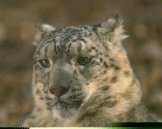 [sl05-SnowLeopard-face_closeup.jpg]