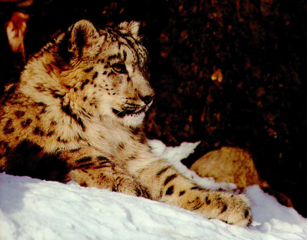 [sl07-SnowLeopard-Sitting_on_snow.jpg]