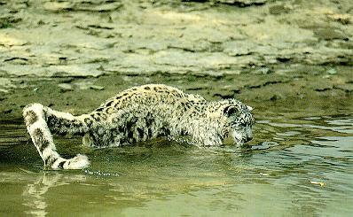 [sl20-SnowLeopard-In_water.jpg]