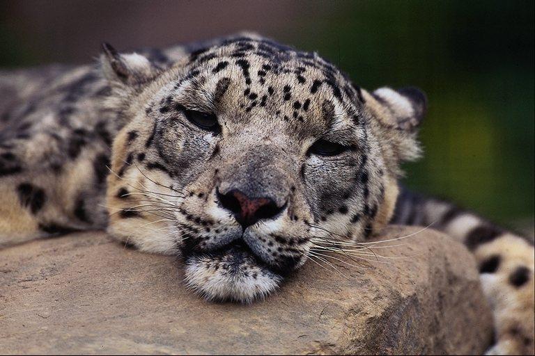 [wildcat04-SnowLeopard-Relaxing_on_rock-FaceCloseup.jpg]