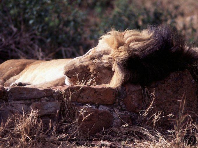 [FLion2-AfricanLion-Male_sleeping.jpg]