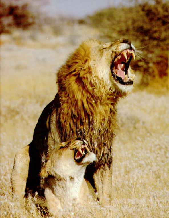 [LIONS1-mating.jpg]
