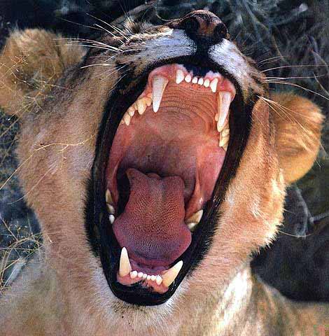[Lioness-Yawning-leeuw4.jpg]