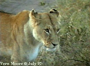 [Lioness01-Standing-InBush-Closeup.jpg]