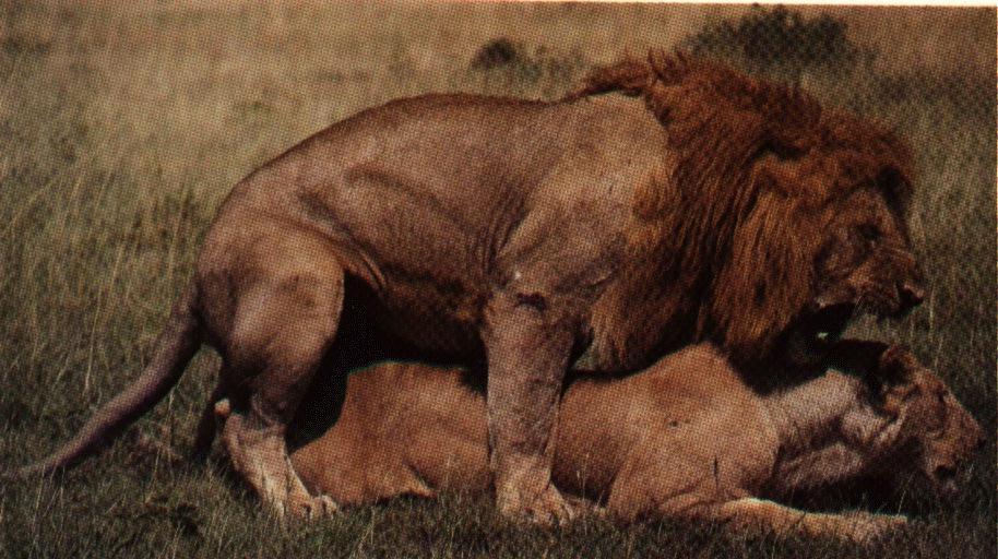 [Lions-Couple-Mating1.jpg]