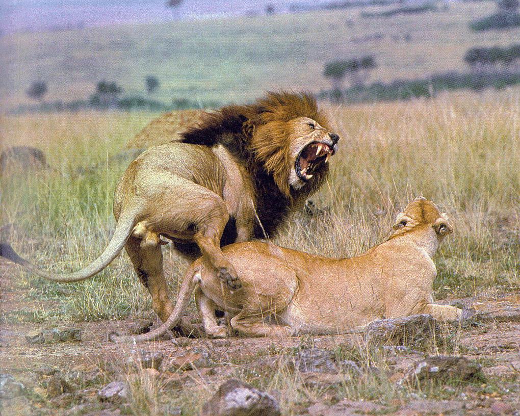 [Lions-Couple-Mating2.jpg]