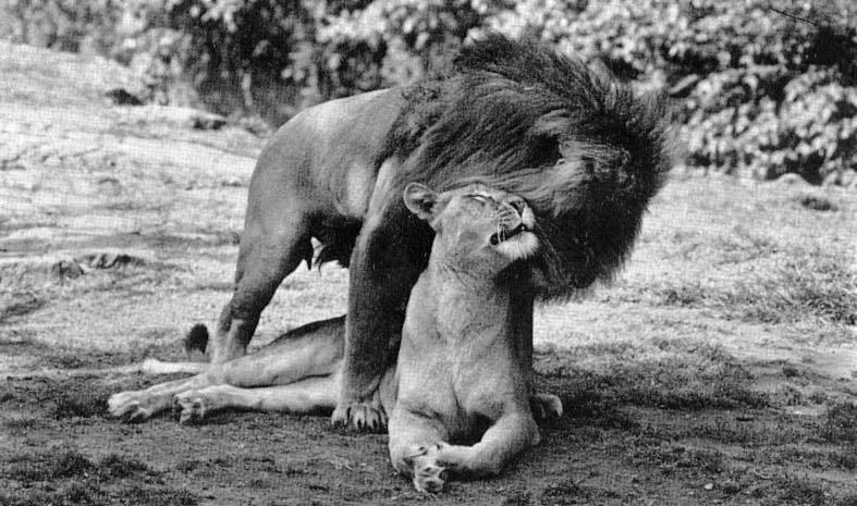[Lions-Couple-Mating3.jpg]