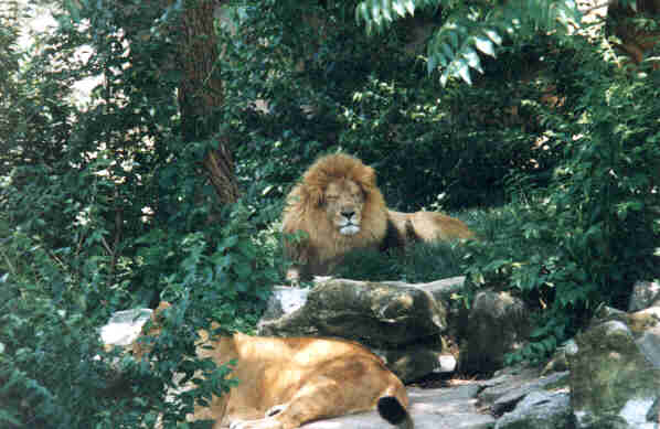 [Lions-Couple-Sleepy-InForest.jpg]