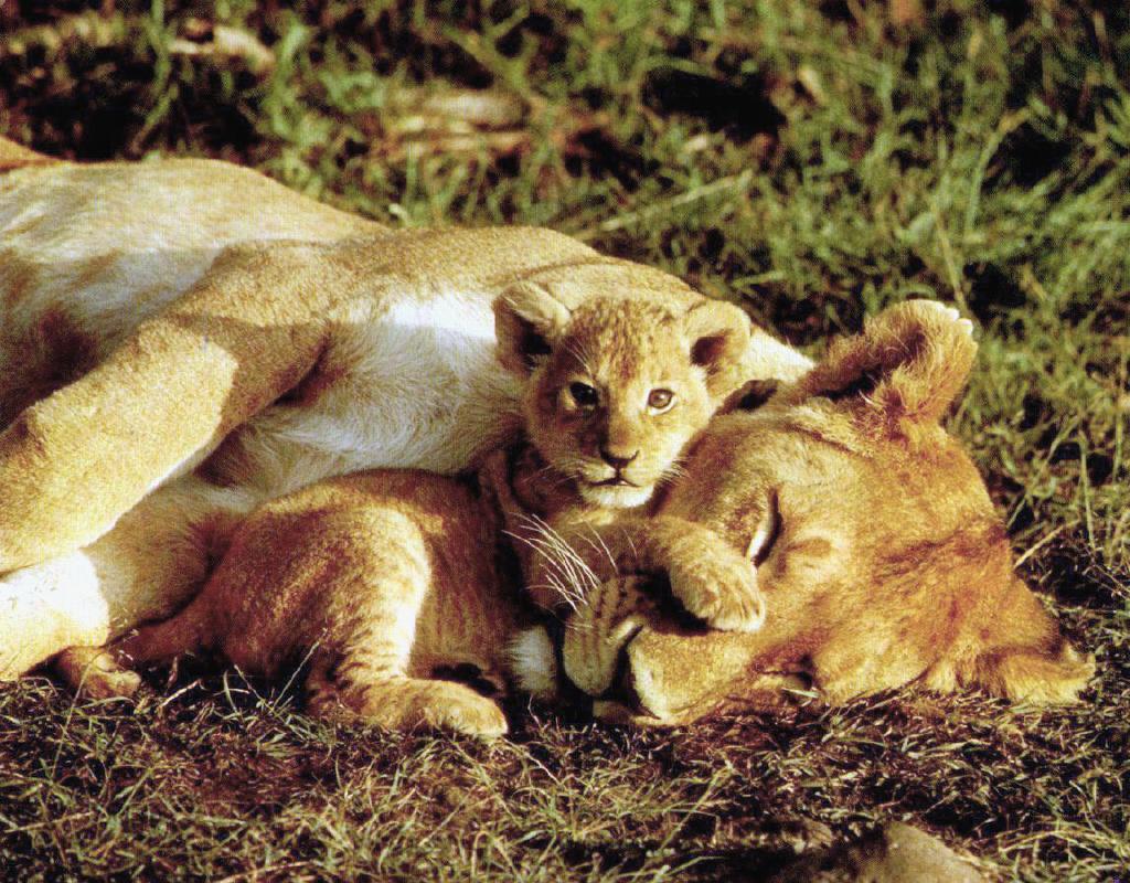 [Lions-SleepingMom-Baby-Cub14.jpg]