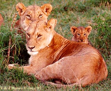 [Lions97c-Females-with-Cub.jpg]