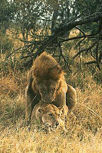 [SDZ_0021-Lions-Mating.jpg]
