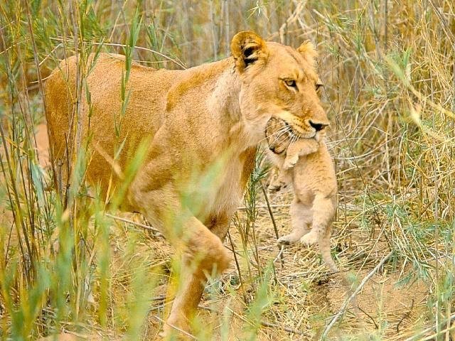 [afwld081-Lioness-Mom_Carrying_Baby-InMouth.jpg]