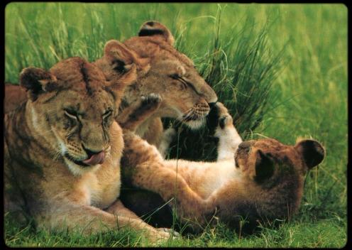 [cl_lion2-family-Parents_N_Baby.jpg]