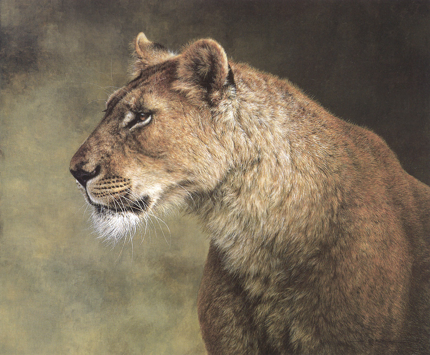 [kb_mayol, jorge_portrait of a lioness.jpg]