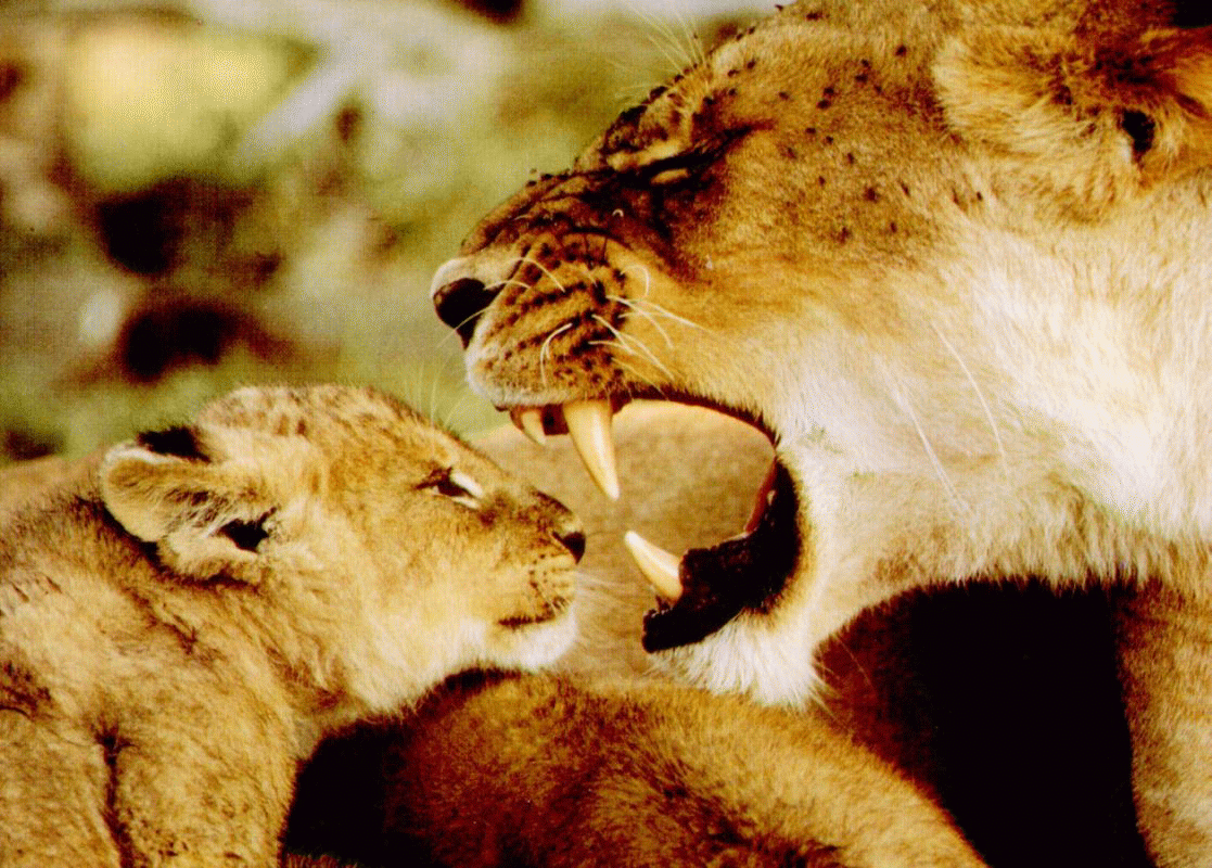 [lion-n-cub-RL.gif]
