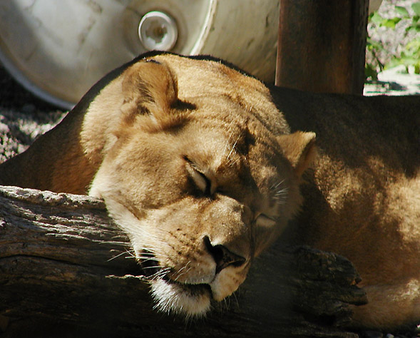 [lioness sleep1 8-29.jpg]