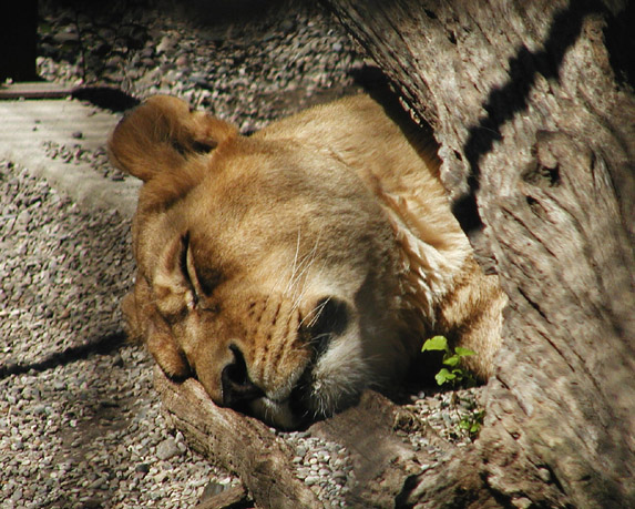 [lioness sleep2 8-29.jpg]