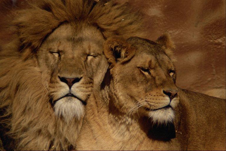 [lions01-CoupleCloseup-Relaxing.jpg]