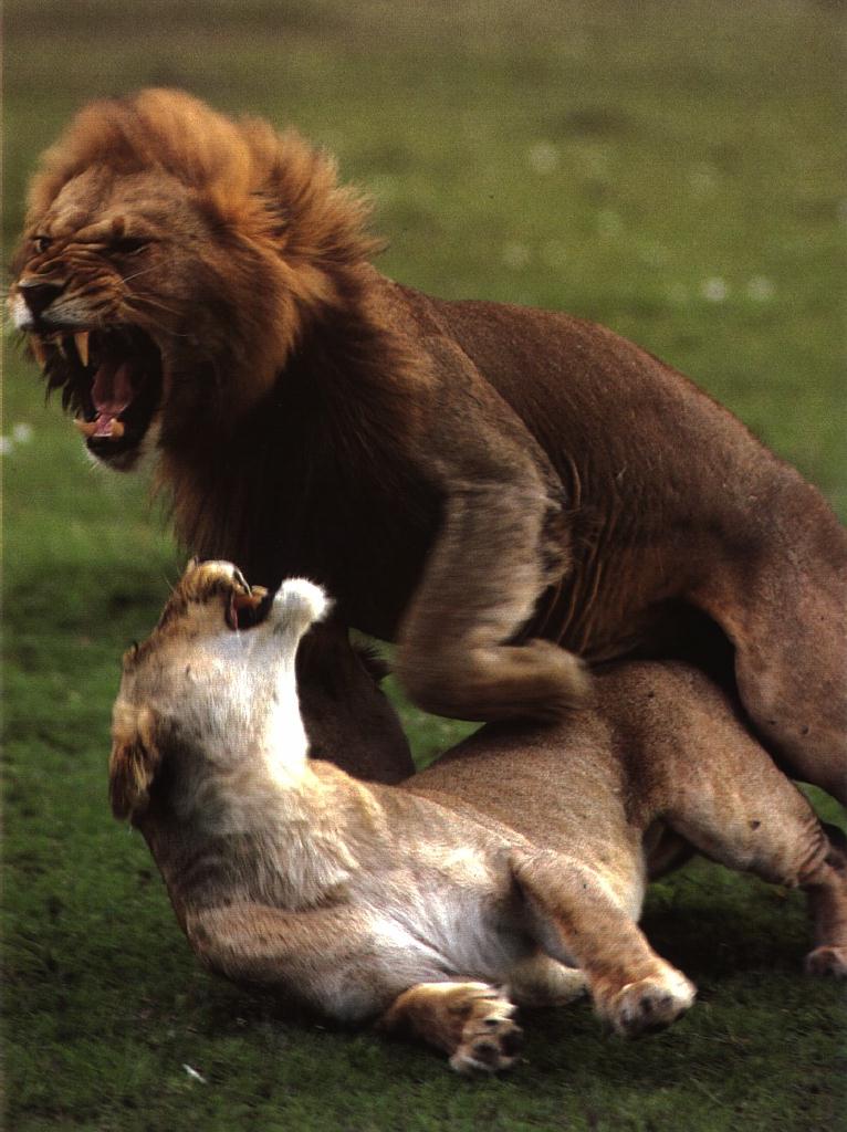Спаривание льва. Брачные игры животных. Львы спариваются. Лев спаривается с львицей. Случка животных.