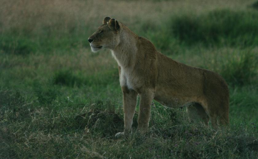 [safari07_lion.jpg]