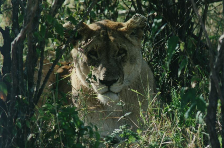 [safari20_lion.jpg]
