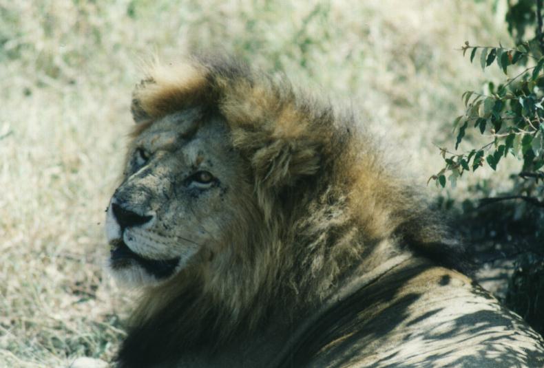 [safari21_lion.jpg]