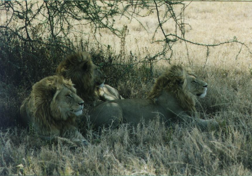 [safari23_lion.jpg]