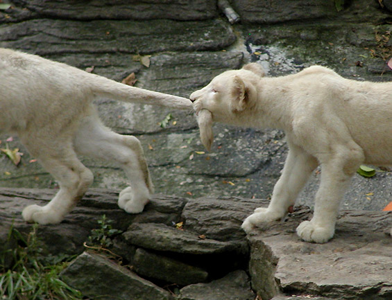 [white lion cub pull tail.jpg]