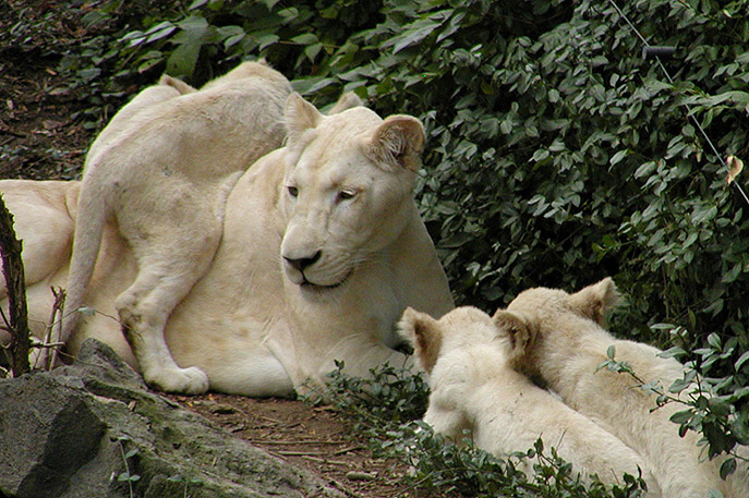 [white lion cubs and mom1 9-20.jpg]