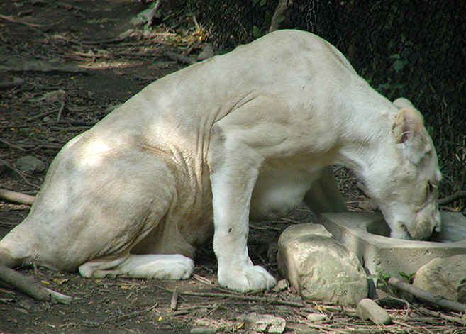 [white lion mom drink.jpg]