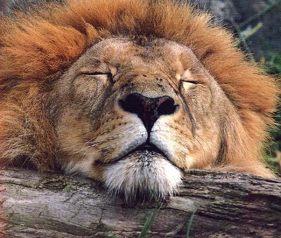 [wildcat06-lionSleepy.jpg]