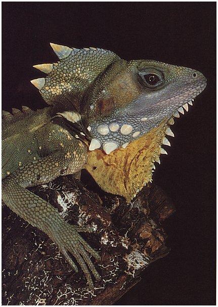 [Reptile-002-BoydsForestDragon-Lizard.jpg]
