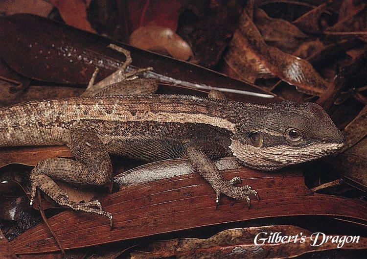 [Reptile-004-GilbertsDragon-Lizard.jpg]
