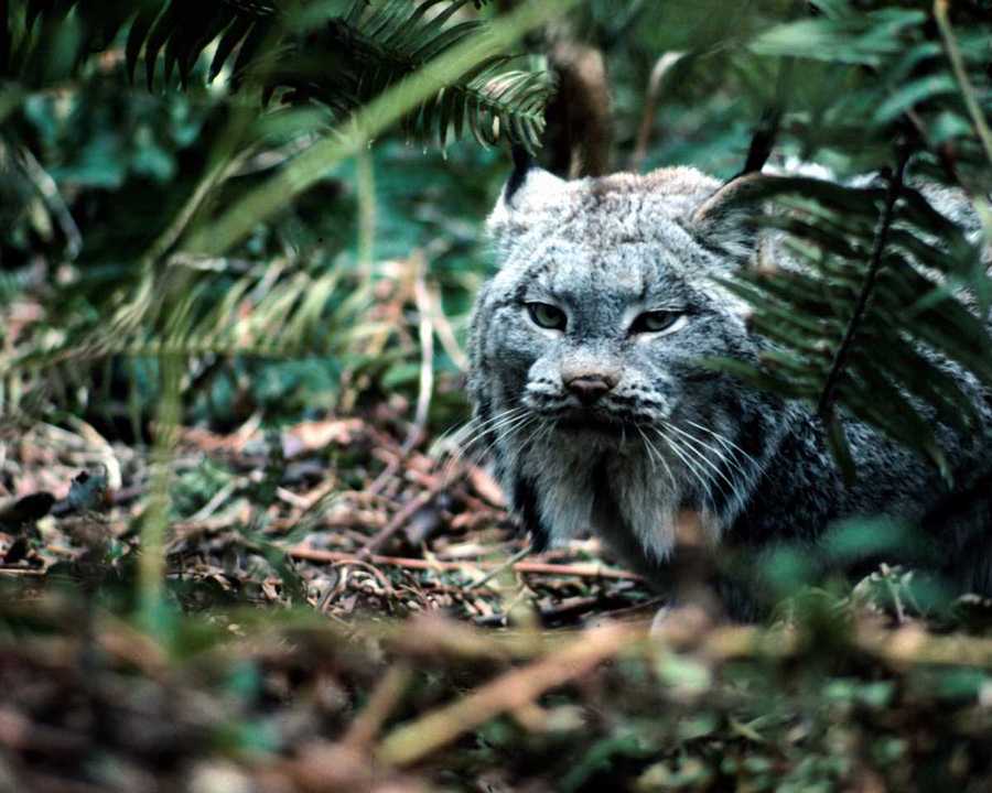 [anmwi069-Lynx-InForest.jpg]