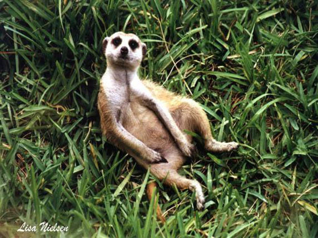 [242-9-Meerkat-relaxing_on_grass1024.jpg]
