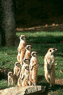 [SDZ_0346-Meerkats-Family-Lineup.jpg]