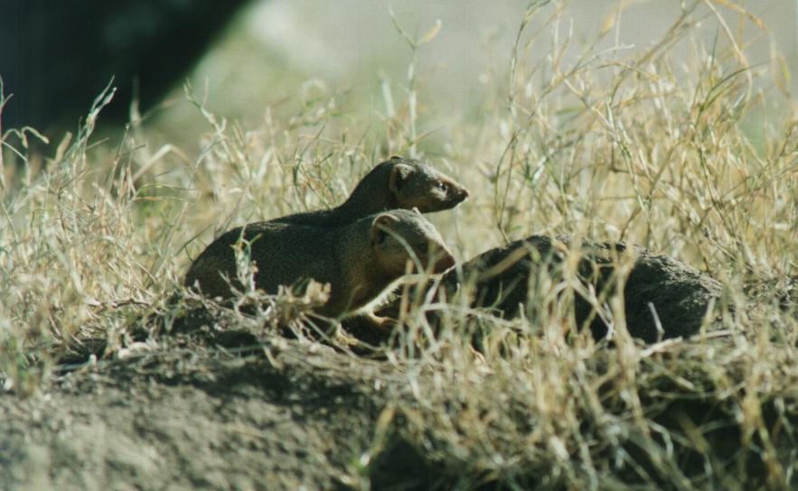 [safari27-mongooses.jpg]