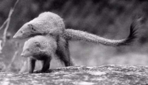 Третьяков эра мангуста 8. Mongoose.