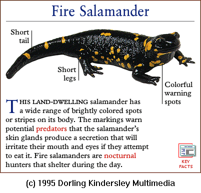 [DKMMNature-Amphibian-FireSalamander.gif]